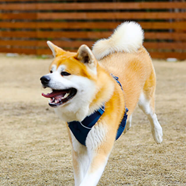 楽しそうに走っている茶色い犬