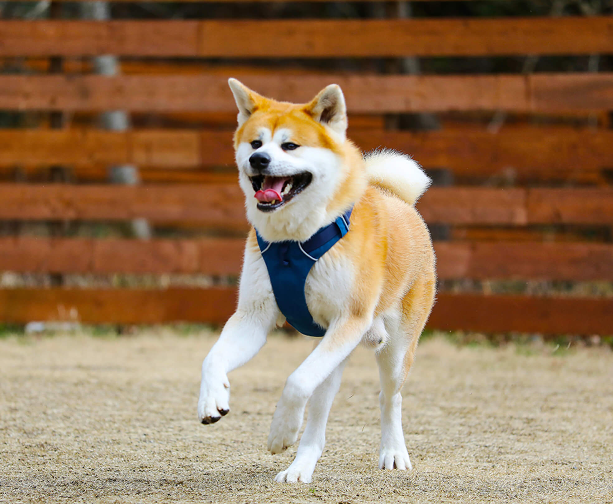 広いドッグランで走っている犬